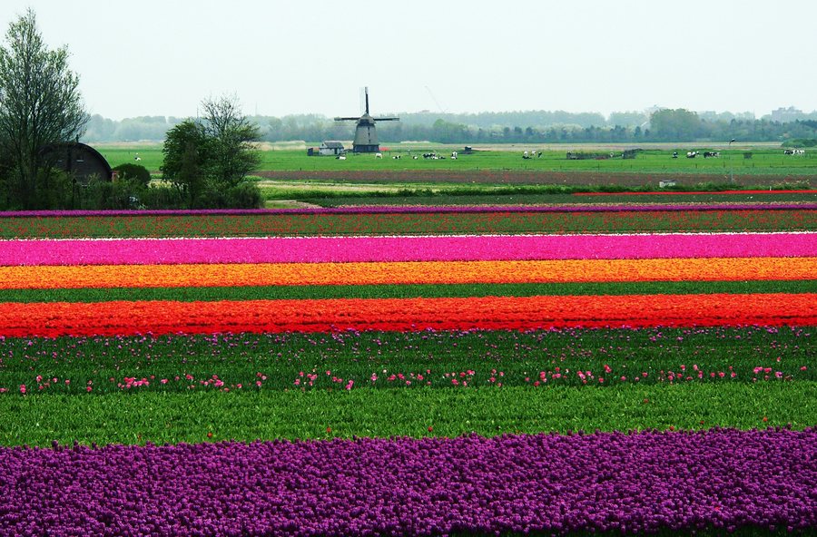 Tulip fields for ever...