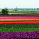 Tulip fields for ever...