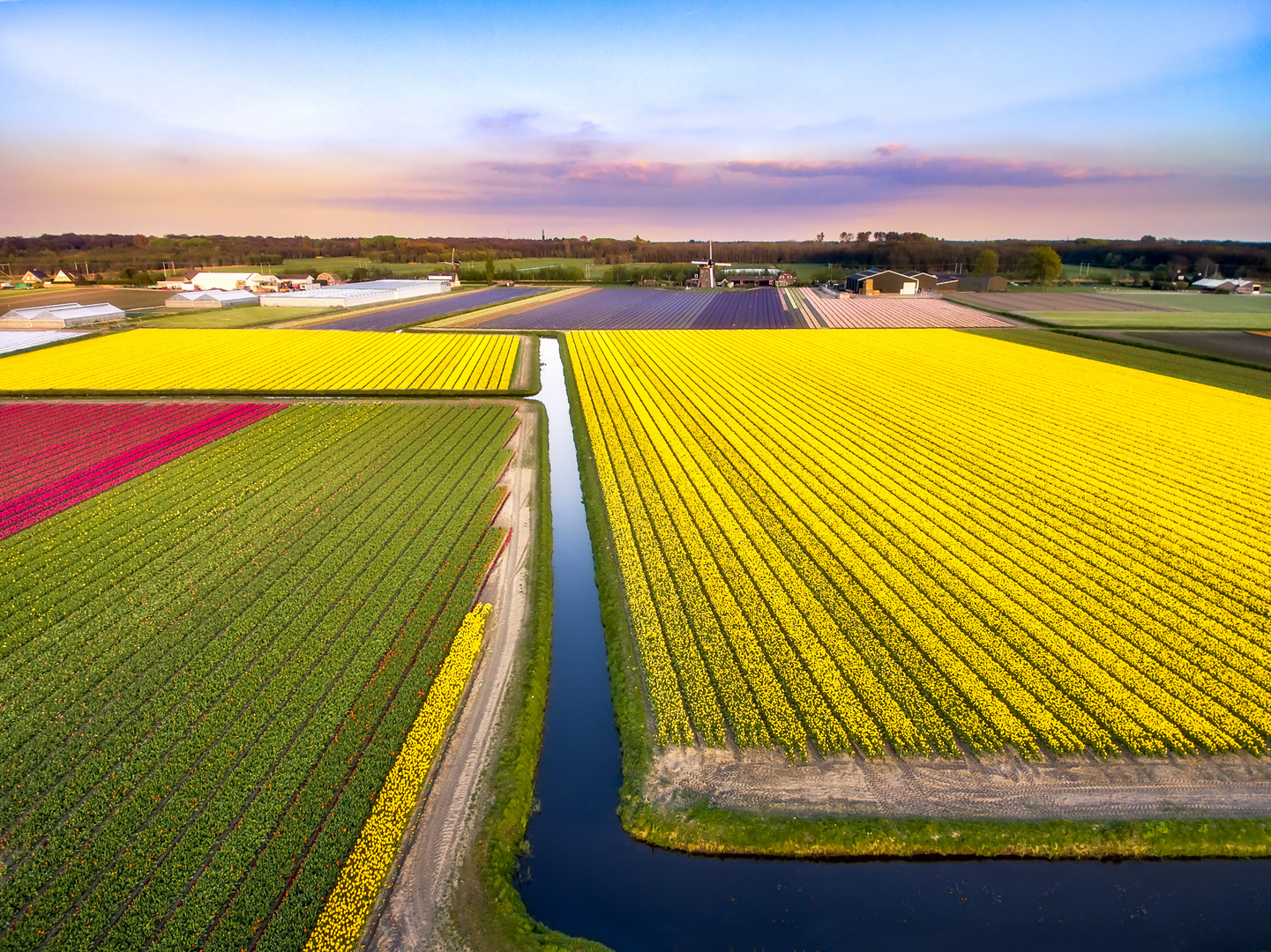 Tulip fields in The Netherlands