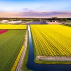 Tulip fields in The Netherlands