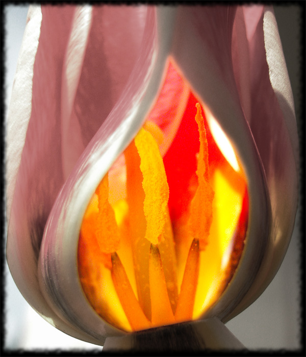 tulip fire