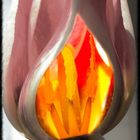 tulip fire