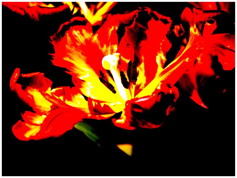 Tulip Fire