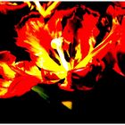 Tulip Fire