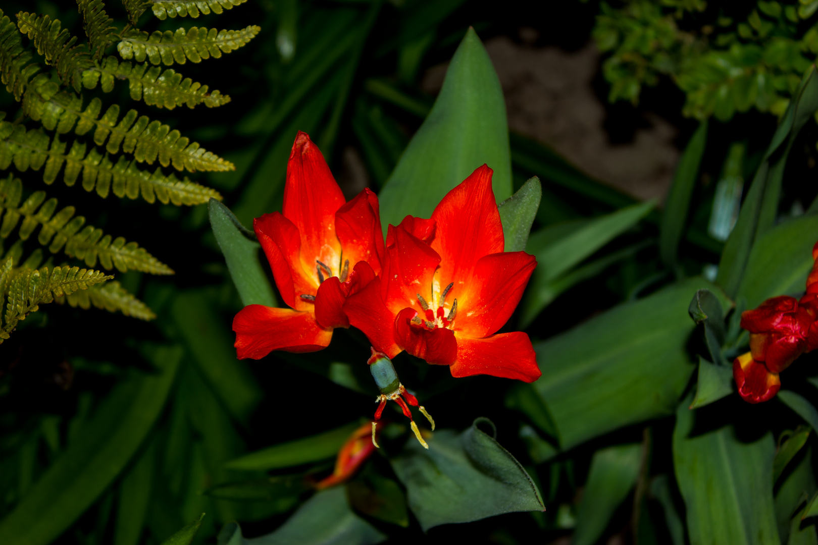 Tulip Flowers 2