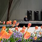 Tulip garden and old man