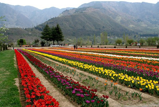 Tulip Garden Paradise Kashmir