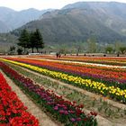 Tulip Garden Paradise Kashmir