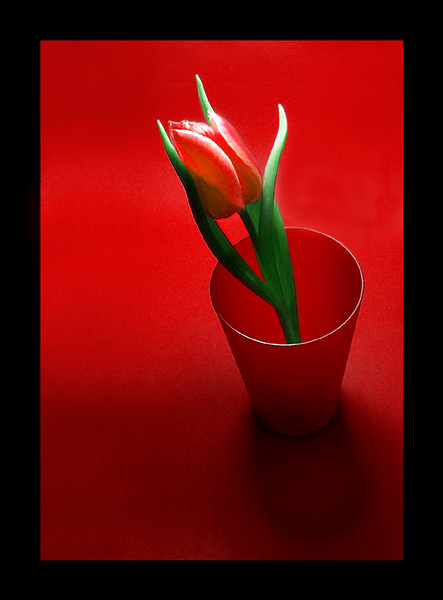 Tulip & glass