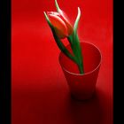 Tulip & glass