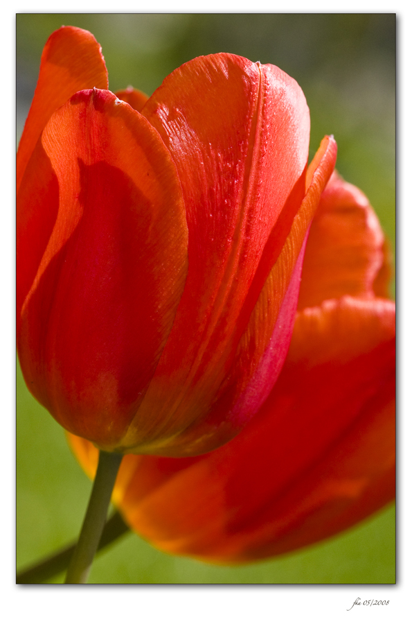 Tulip Heat