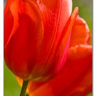 Tulip Heat