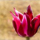 Tulip II