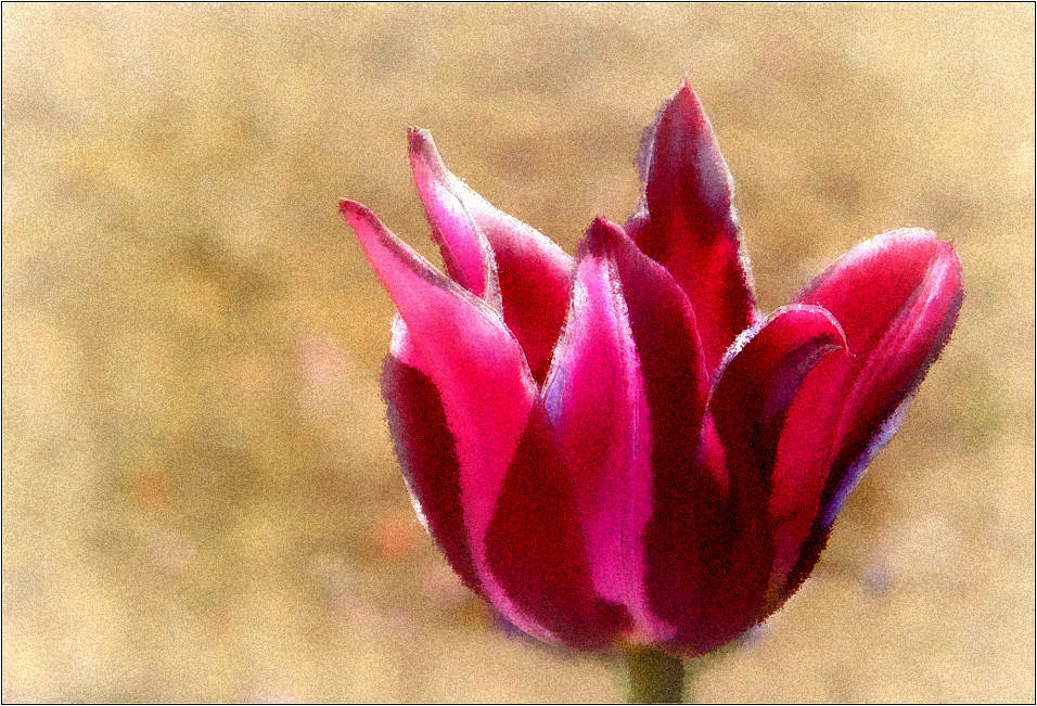 Tulip II