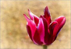 Tulip II