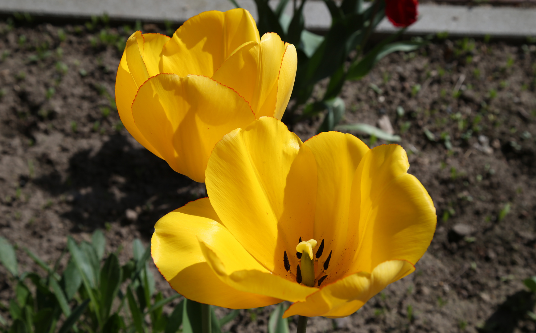 Tulip II