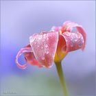 Tulip im Regen