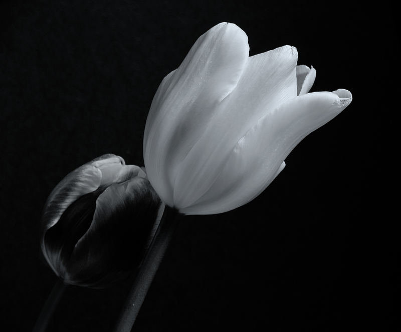 tulip in black and white