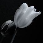 tulip in black and white