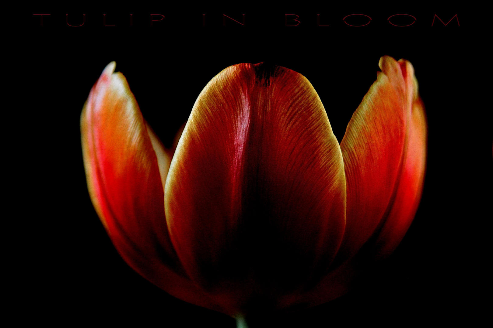 tulip in bloom