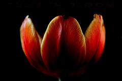 tulip in bloom