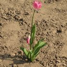 Tulip in dry groung