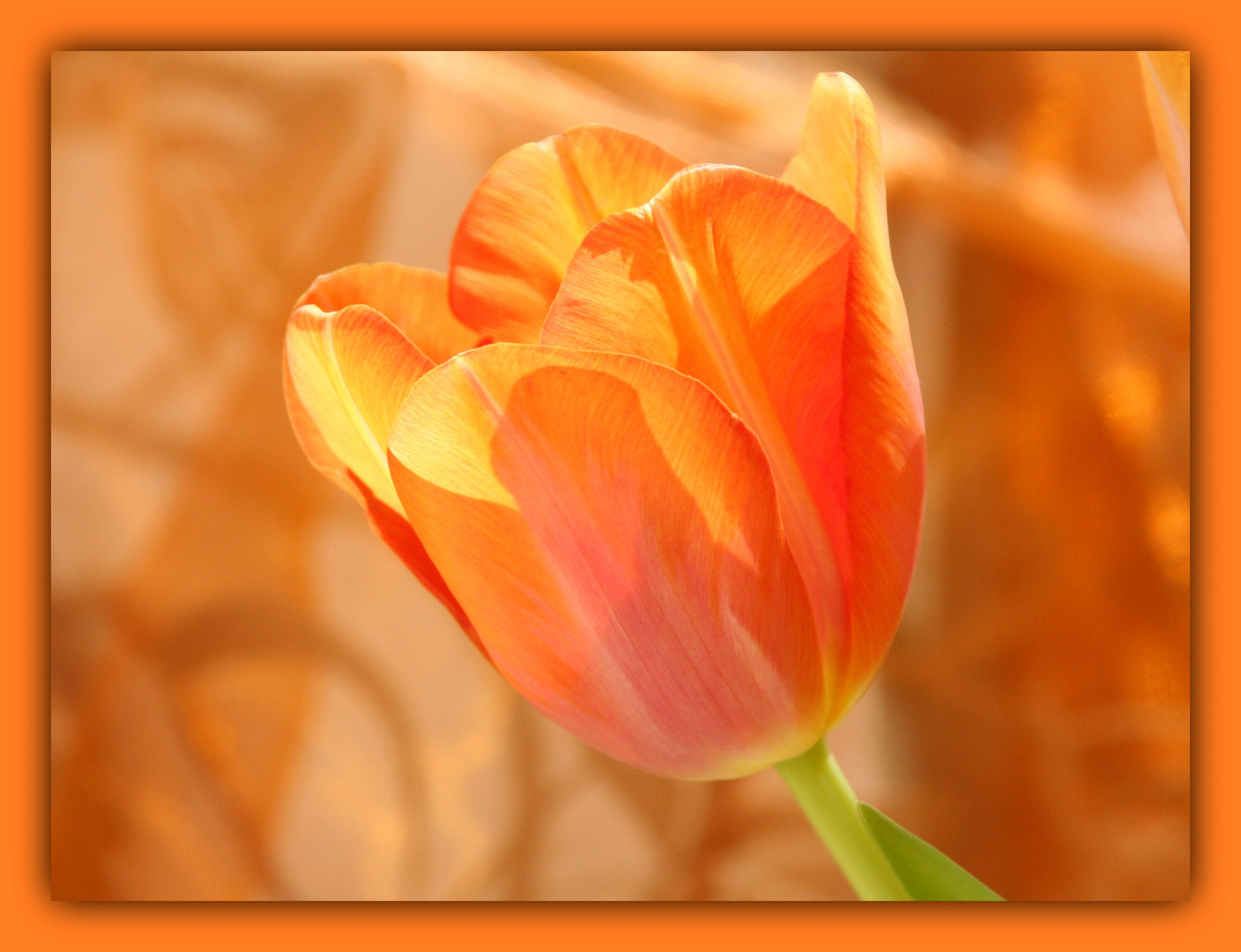 ~~~ Tulip in orange ~~~