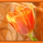 ~~~ Tulip in orange ~~~