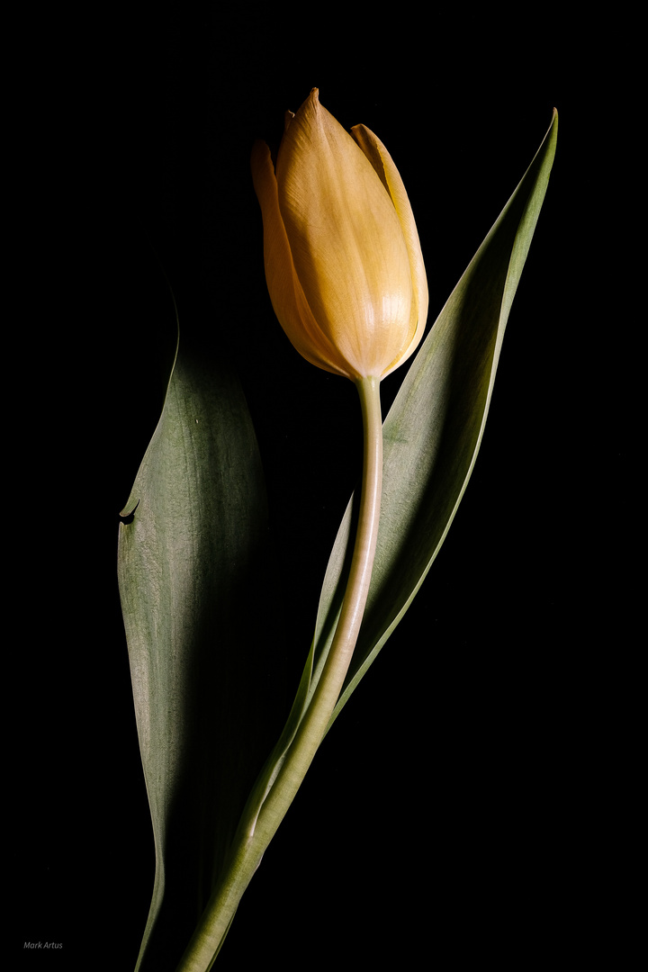 tulip in the dark