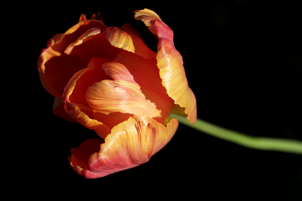 Tulip in the evening