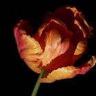 Tulip in the evening