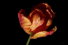 Tulip in the evening