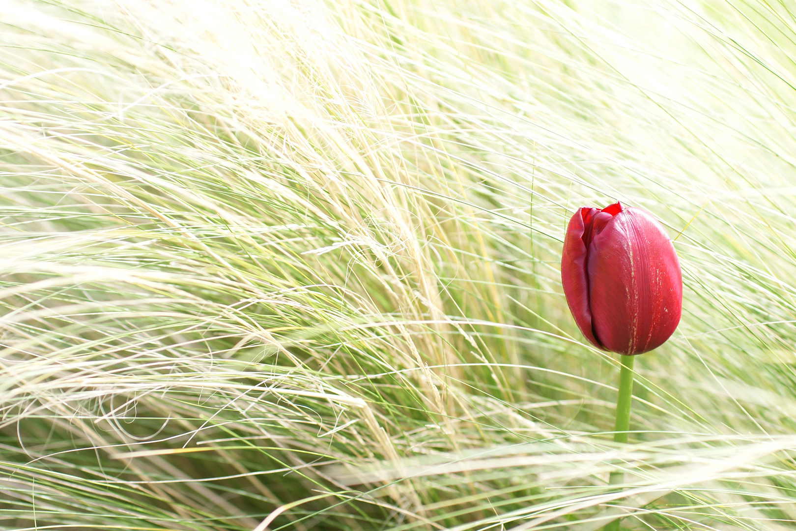 Tulip in the Grass