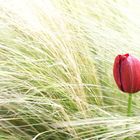 Tulip in the Grass