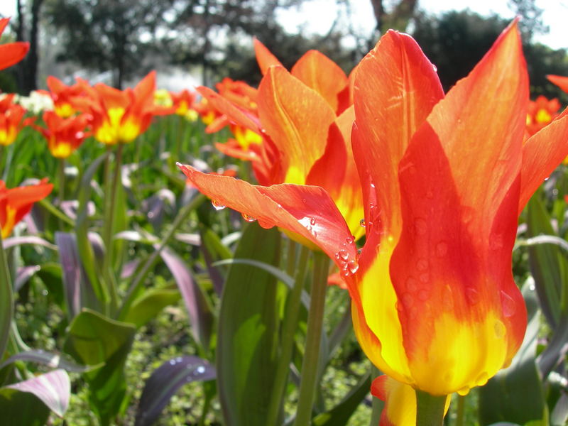 Tulip in the morning