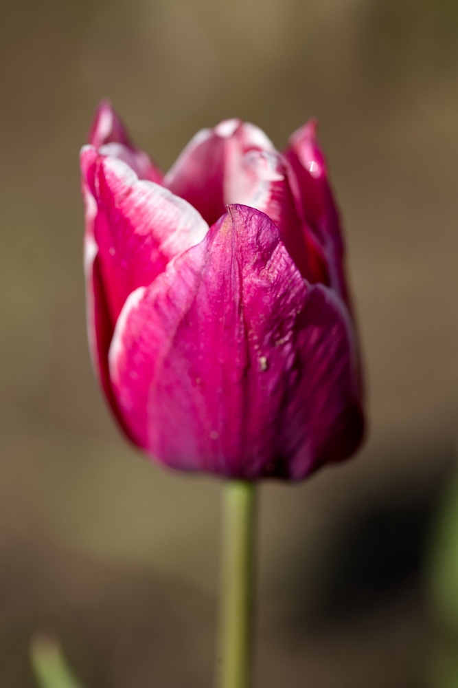 Tulip in the morning