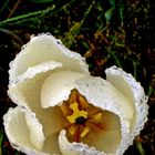 Tulip in the rain