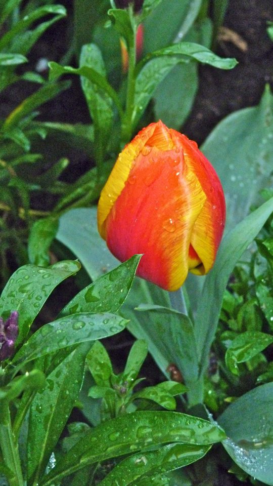 TULIP IN THE RAIN