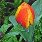 TULIP IN THE RAIN