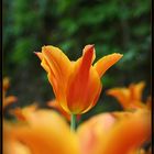 tulip...... in top