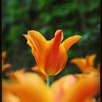 tulip...... in top