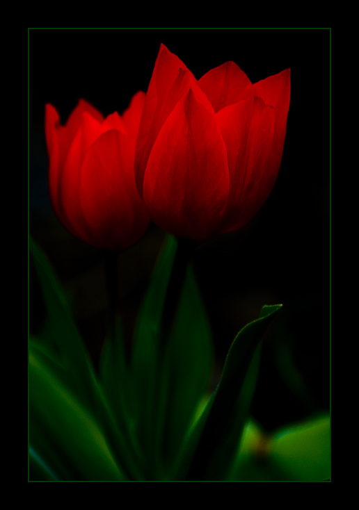 tulip light