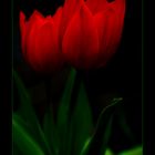 tulip light