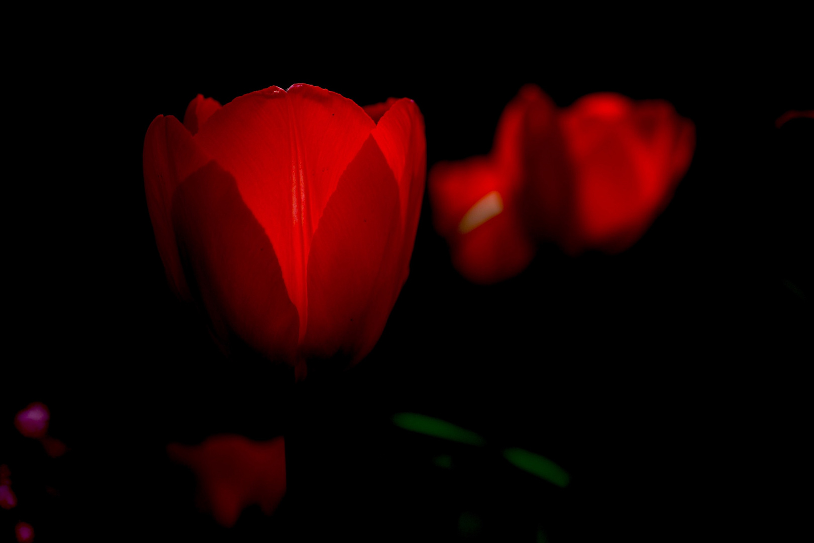 Tulip Light
