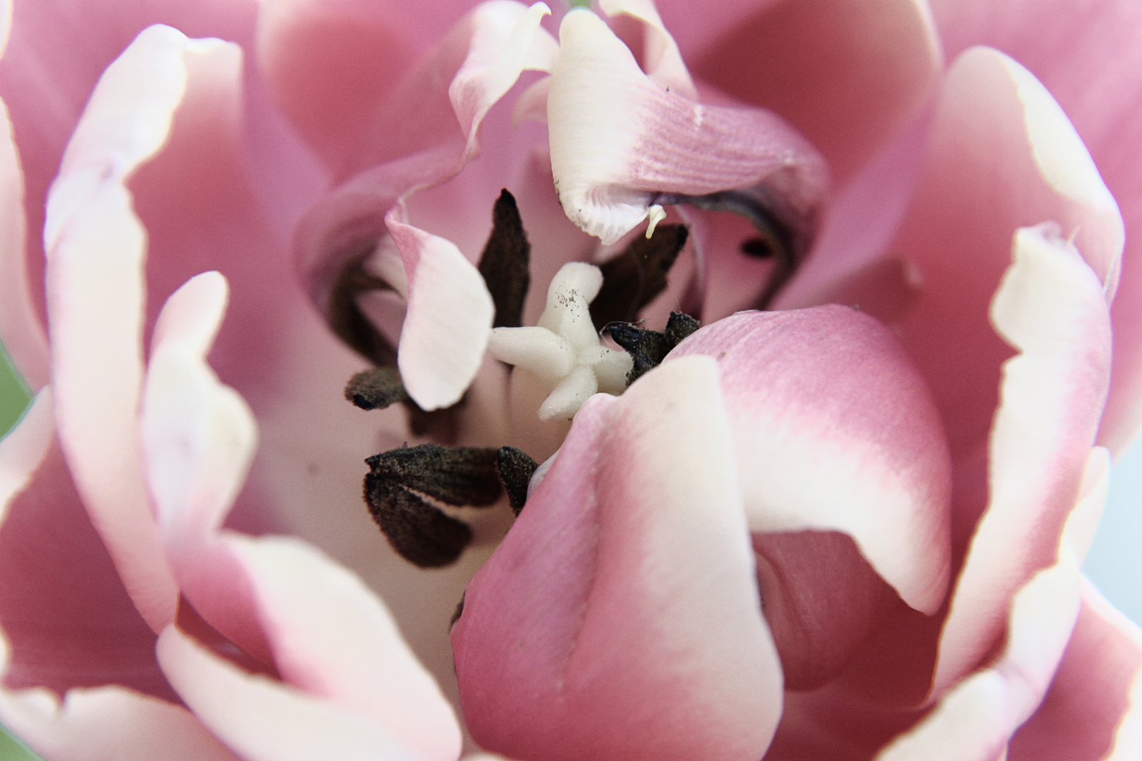 Tulip macro