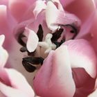 Tulip macro