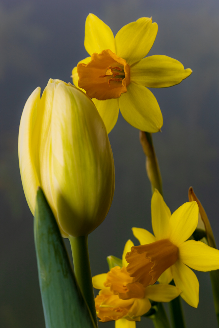Tulip meets daffodils