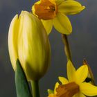 Tulip meets daffodils