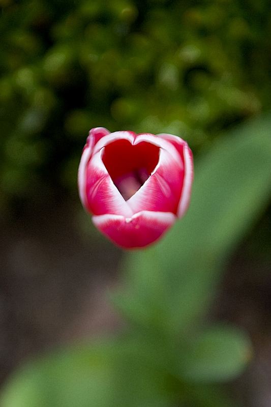 tulip of love