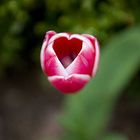 tulip of love